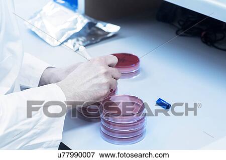 Scientist marking petri dish with sample View Large Photo Image Stock Photo - Scientist marking petri dish with sample. Fotosearch
