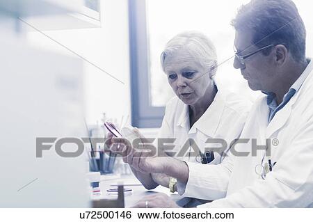 Scientists examining sample inside petri dish in laboratory View Large Photo Image Stock Photograph - Scientists examining sample inside petri dish in laboratory. Fotosearch