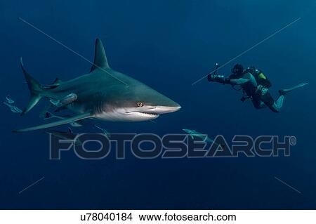 Scuba diver filming Oceanic Blacktip Shark (Carcharhinus Limbatus), Aliwal Shoal, South Africa View Large Photo Image Picture - Scuba diver filming Oceanic Blacktip Shark (Carcharhinus Limbatus), Aliwal Shoal, South Africa. Fotosearch