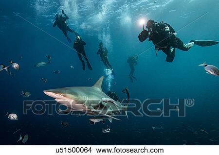 Scuba divers' encounter with large Oceanic Blacktip Shark (Carcharhinus Limbatus), Aliwal Shoal, South Africa View Large Photo Image Picture - Scuba divers' encounter with large Oceanic Blacktip Shark (Carcharhinus Limbatus), Aliwal Shoal, South Africa. Fotosearch