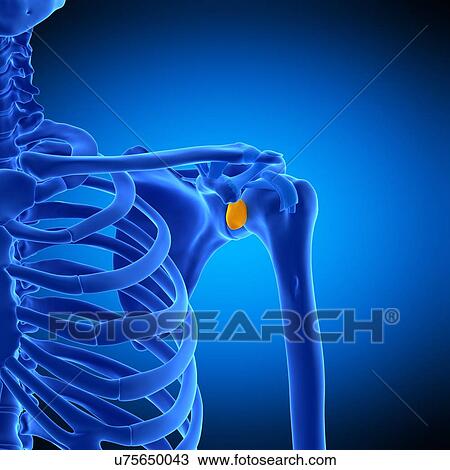 Stock Image - Shoulder bursa, illustration. Fotosearch