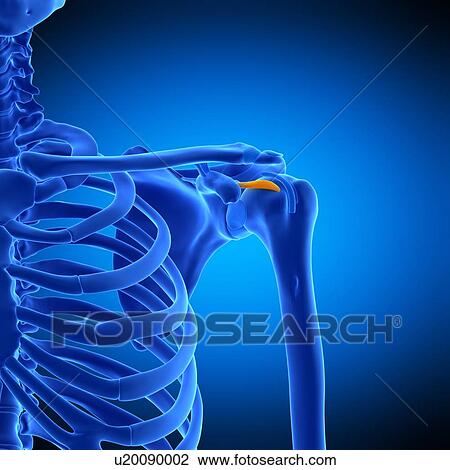 Stock Image - Shoulder ligament, illustration. Fotosearch
