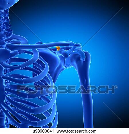 Stock Image - Shoulder ligament, illustration. Fotosearch