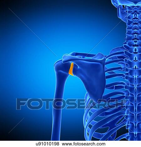 Stock Photo - Shoulder ligament, illustration. Fotosearch