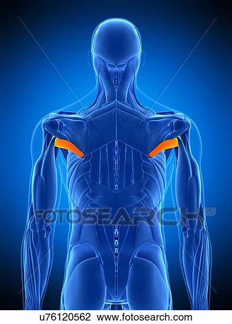 Shoulder muscle, illustration View Large Photo Image Stock Image - Shoulder muscle, illustration. Fotosearch