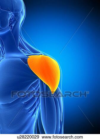 Shoulder muscle, illustration View Large Photo Image Stock Photo - Shoulder muscle, illustration. Fotosearch