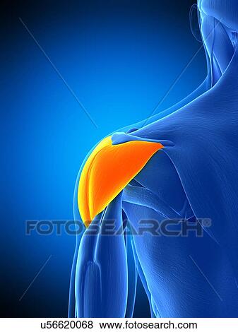 Stock Photo - Shoulder muscle, illustration. Fotosearch