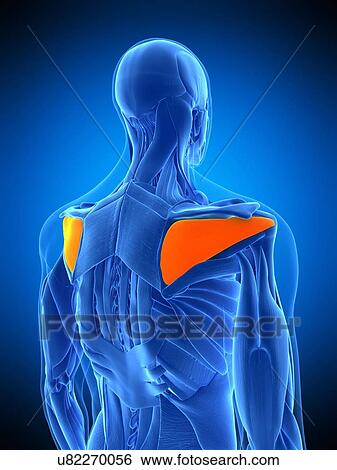Shoulder muscle, illustration View Large Photo Image Stock Photograph - Shoulder muscle, illustration. Fotosearch