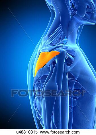 Shoulder muscle, illustration View Large Photo Image Stock Photography - Shoulder muscle, illustration. Fotosearch