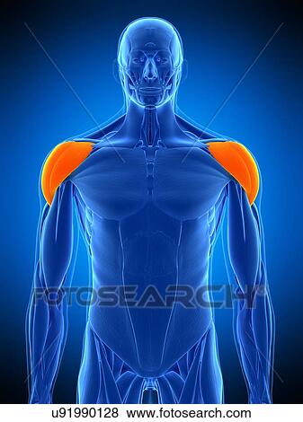 Stock Photo - Shoulder muscles, illustration. Fotosearch