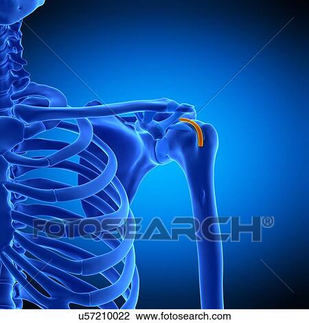 Stock Image - Shoulder tendon sheath, illustration. Fotosearch