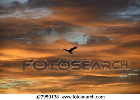 Stock Photo - Silhouette of bird against colorful sky. Fotosearch