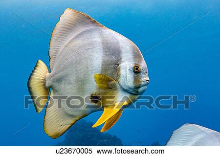 Stock Photography - Single Longfin Batfish (Platax Teira), Aliwal Shoal, South Africa. Fotosearch