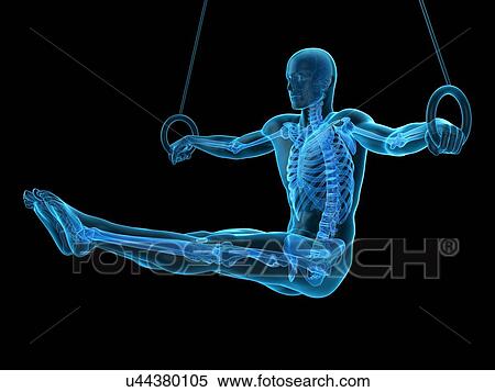 Skeletal structure of athlete, illustration View Large Photo Image Stock Photography - Skeletal structure of athlete, illustration. Fotosearch