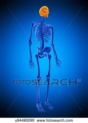 Skull, illustration View Large Photo Image Stock Image - Skull, illustration. Fotosearch