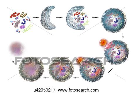 Stages of autophagy, illustration View Large Photo Image Stock Photo - Stages of autophagy, illustration. Fotosearch