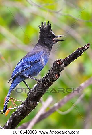 Stock Image - Stellar jay. Fotosearch