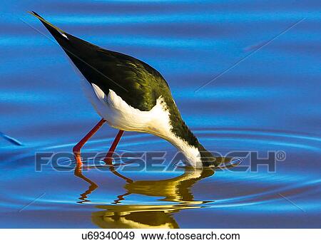 Stock Photo - Stilt. Fotosearch