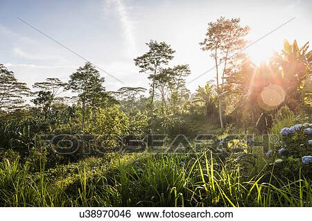 Sunlit view of green landscape and trees, Wana Giri, Bali, Indonesia View Large Photo Image Stock Photograph - Sunlit view of green landscape and trees, Wana Giri, Bali, Indonesia. Fotosearch