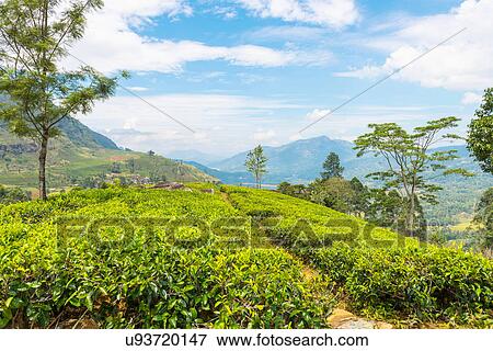 Tea plantation, Ella, Sri Lanka View Large Photo Image Stock Photo - Tea plantation, Ella, Sri Lanka. Fotosearch