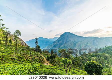 Tea plantation, Ella, Sri Lanka View Large Photo Image Stock Photograph - Tea plantation, Ella, Sri Lanka. Fotosearch