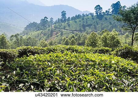 Tea plantation, Kerala, India View Large Photo Image Stock Image - Tea plantation, Kerala, India. Fotosearch