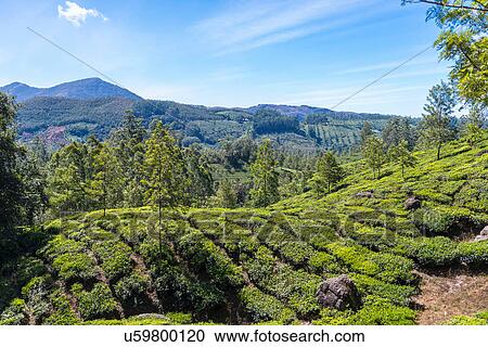 Tea plantation, Kerala, India View Large Photo Image Stock Image - Tea plantation, Kerala, India. Fotosearch