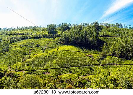 Stock Image - Tea plantation, Kerala, India. Fotosearch