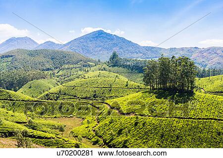 Stock Image - Tea plantation, Kerala, India. Fotosearch