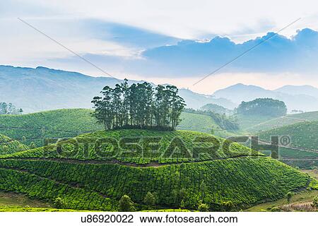Tea plantation, Kerala, India View Large Photo Image Stock Image - Tea plantation, Kerala, India. Fotosearch