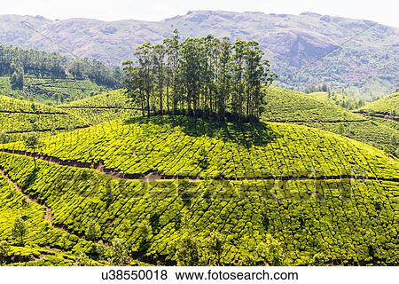 Stock Photo - Tea plantation, Kerala, India. Fotosearch
