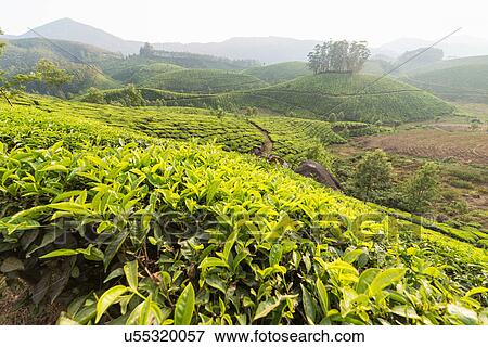 Tea plantation, Kerala, India View Large Photo Image Stock Photo - Tea plantation, Kerala, India. Fotosearch