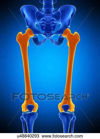 Stock Image - Thigh bones, illustration. Fotosearch