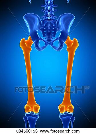 Thigh bones, illustration View Large Photo Image Stock Image - Thigh bones, illustration. Fotosearch