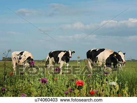 Stock Image - Three cows in field, evening, Aagtekerke, Zeeland, Netherlands. Fotosearch