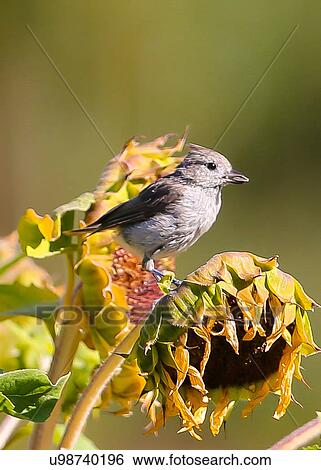 Titmouse View Large Photo Image Stock Photograph - Titmouse. Fotosearch