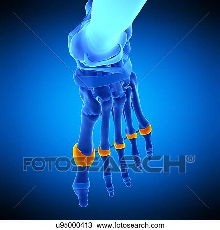 Stock Image - Toe joint capsules, illustration. Fotosearch