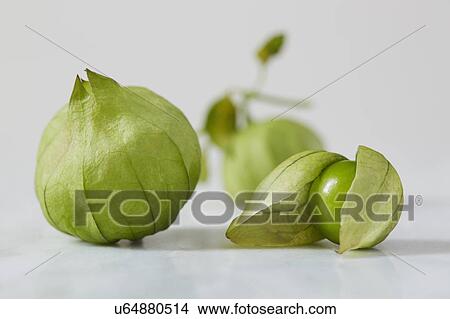 Picture - Tomatillos captured in studio. Fotosearch