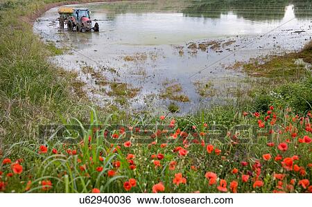 Stock Photograph - Tractor, paddy field, Novara, Piedmont, Italy. Fotosearch
