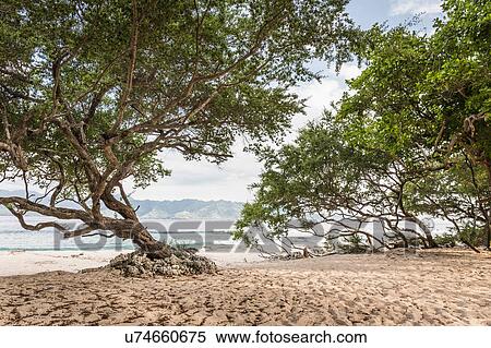Stock Photography - Trees on beach, Gili Meno, Lombok, Indonesia. Fotosearch