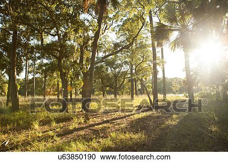 Trees with bright sun in background View Large Photo Image Stock Image - Trees with bright sun in background. Fotosearch