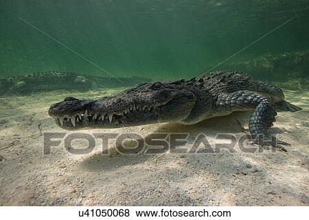 Two American crocodiles (crodoylus acutus) in the shallows of Chinchorro Atoll, Mexico View Large Photo Image Stock Photo - Two American crocodiles (crodoylus acutus) in the shallows of Chinchorro Atoll, Mexico. Fotosearch