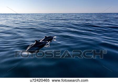 Stock Photography - Two Pantropical Dolphin breaching for air, Port St. Johns, South Africa. Fotosearch