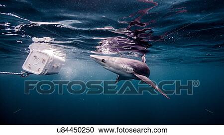 Underwater view of Blue Shark looking at bait, San Diego, California, USA View Large Photo Image Stock Image - Underwater view of Blue Shark looking at bait, San Diego, California, USA. Fotosearch