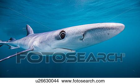 Underwater view of Blue Shark, San Diego, California, USA View Large Photo Image Picture - Underwater view of Blue Shark, San Diego, California, USA. Fotosearch