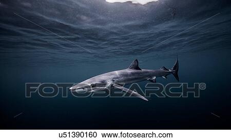 Underwater view of Blue Shark, San Diego, California, USA View Large Photo Image Stock Image - Underwater view of Blue Shark, San Diego, California, USA. Fotosearch