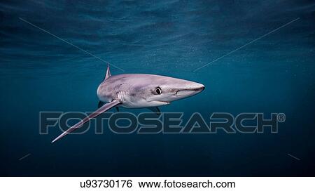 Underwater view of Blue Shark, San Diego, California, USA View Large Photo Image Stock Photograph - Underwater view of Blue Shark, San Diego, California, USA. Fotosearch