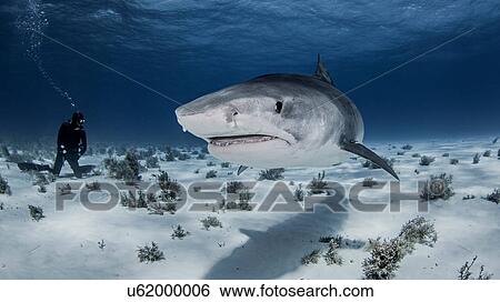 Underwater view of diver near Tiger shark, Nassau, Bahamas View Large Photo Image Stock Photograph - Underwater view of diver near Tiger shark, Nassau, Bahamas. Fotosearch