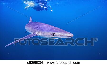 Stock Image - Underwater view of diver swimming above shark, San Diego, California, USA. Fotosearch