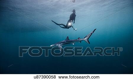 Underwater view of diver swimming above shark, San Diego, California, USA View Large Photo Image Stock Photo - Underwater view of diver swimming above shark, San Diego, California, USA. Fotosearch